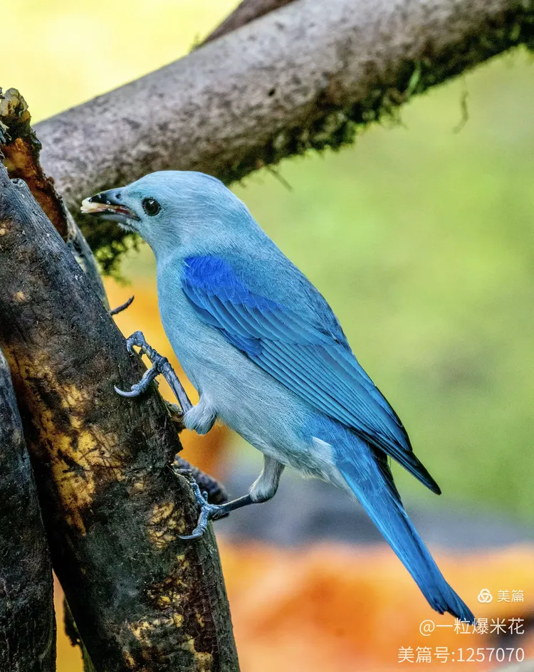 开云体育下载-哥斯达黎加队陷入困境，淘汰局势堪忧的简单介绍