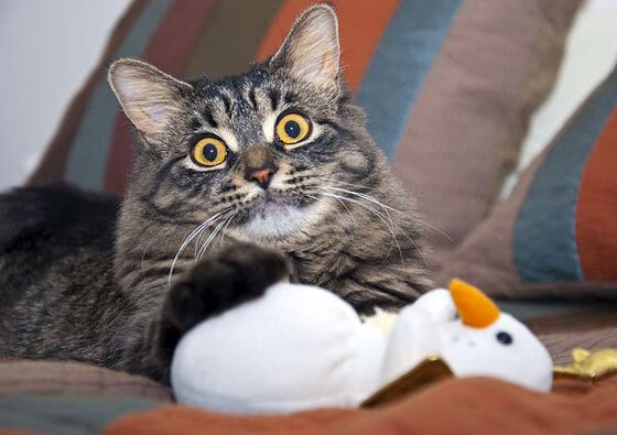 -王者之笔，掀翻巨人，迪巴拉如何凭一己之力改写足球史诗