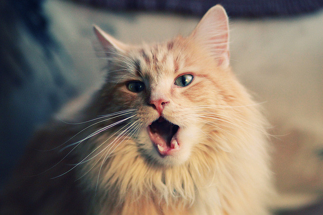 开云官网-当战术板被撕碎，霍勒迪用大场面重新定义胜负