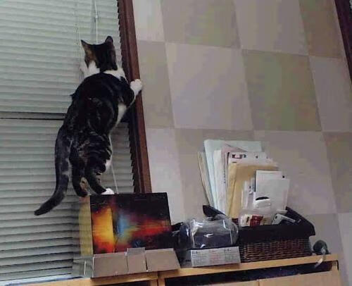 开云平台-速度的秩序与对抗的哲学，当F1的精密策略遇上雷霆的团队铁律