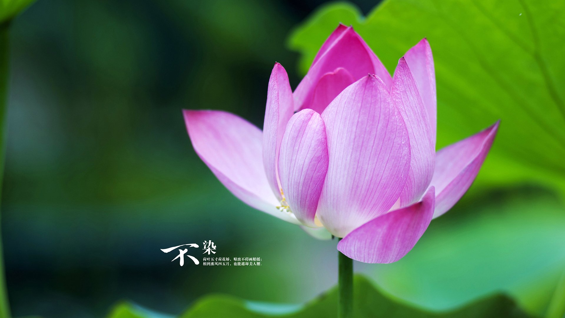 开云体育APP下载-西决生死战之夜，当欧文眼中重燃火焰，一个失落的灵魂找到了回家的路