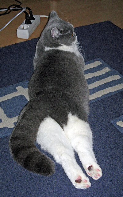 开云体育官方网站-F1新赛季揭幕战之夜，孔德赛后评分拉满，展露新一代王者的锋芒