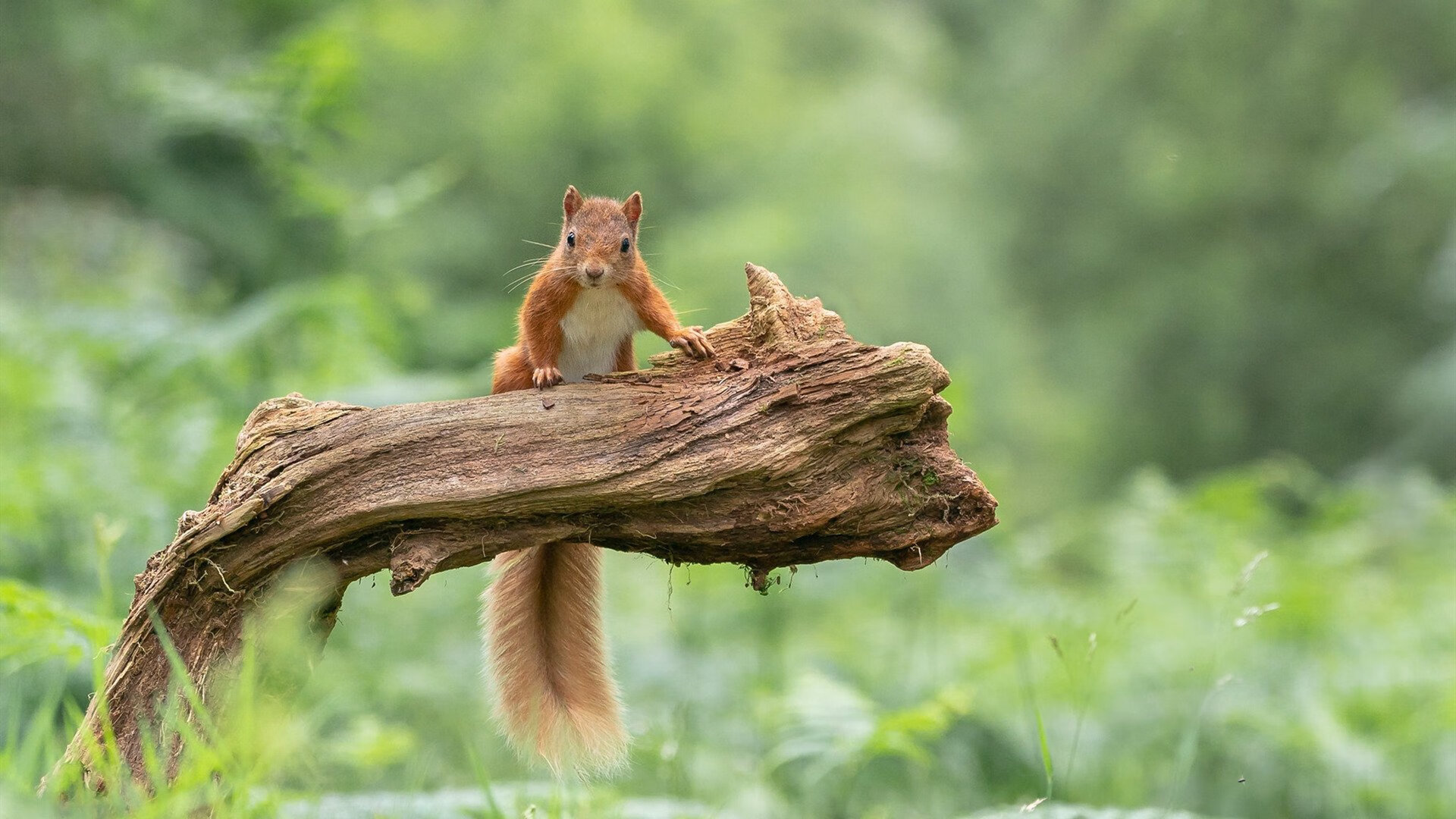 开云APP-当安第斯神鹰的阴影覆盖奥林匹斯山，拉亚如何用防守艺术锁死希腊神话