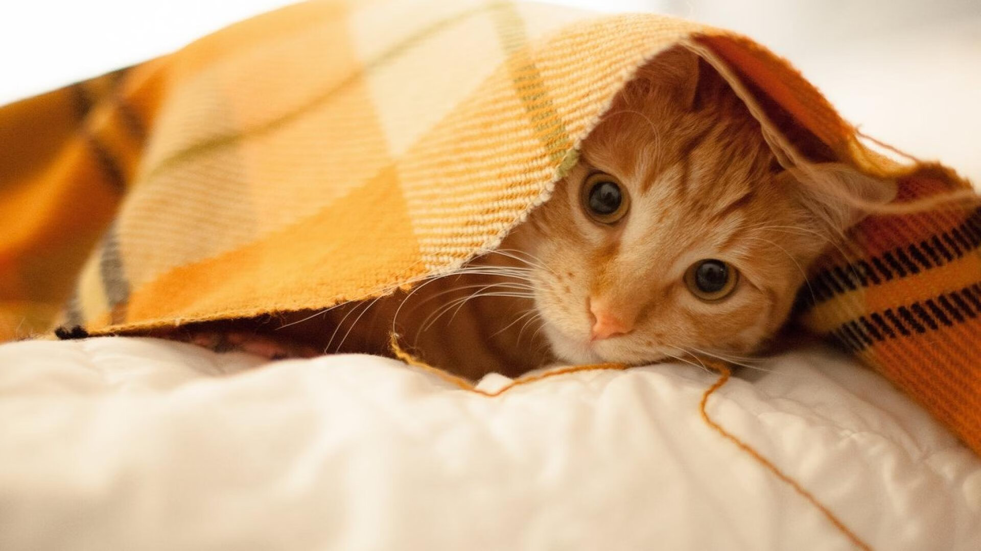 开云平台-跨界篮球巅峰战，深圳队决胜局绝地反击，约基奇关键封盖定江山