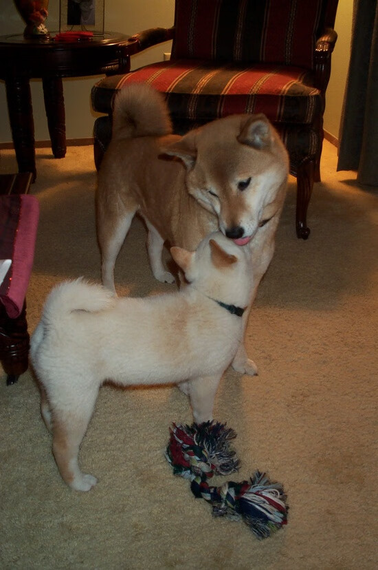 德甲争冠焦点战，雷恩完胜墨西哥，联赛格局骤变