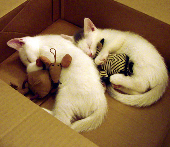 班凯罗制胜一击!北京队力克广东队夺队史首冠