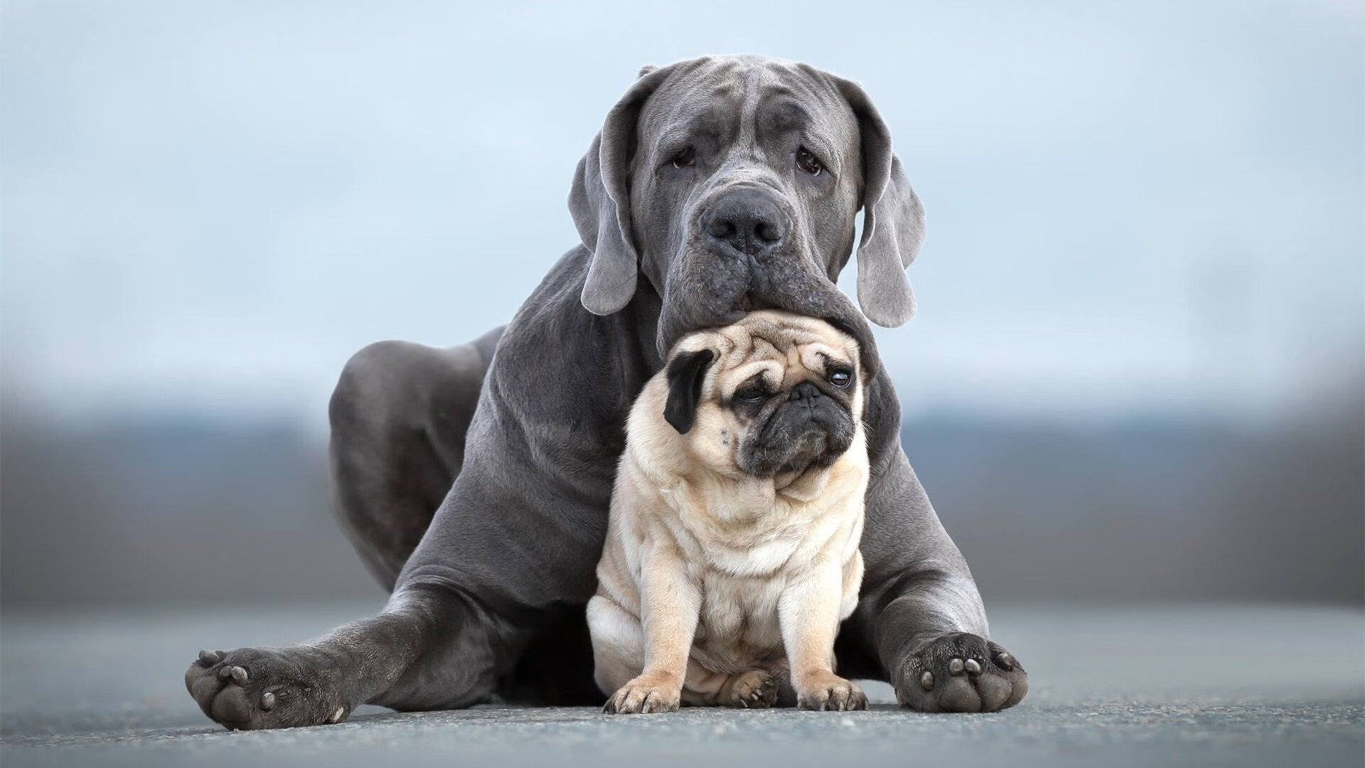 亚特兰大用意志封锁巴黎，弗拉霍维奇在钢铁森林中成为关键先生