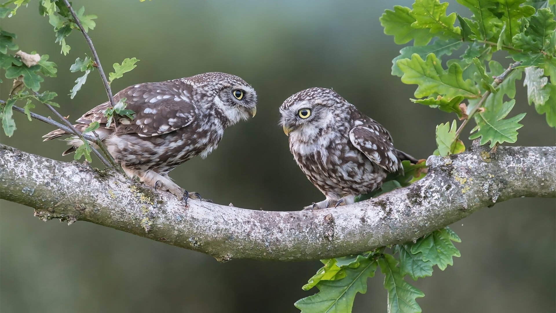 银色流星，当福克斯在街道的血管里唤醒沉睡法则