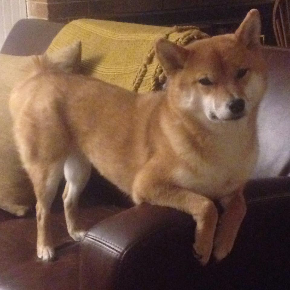 破局者卡马文加,从法甲弃将到洪都拉斯救世主的逆袭史诗