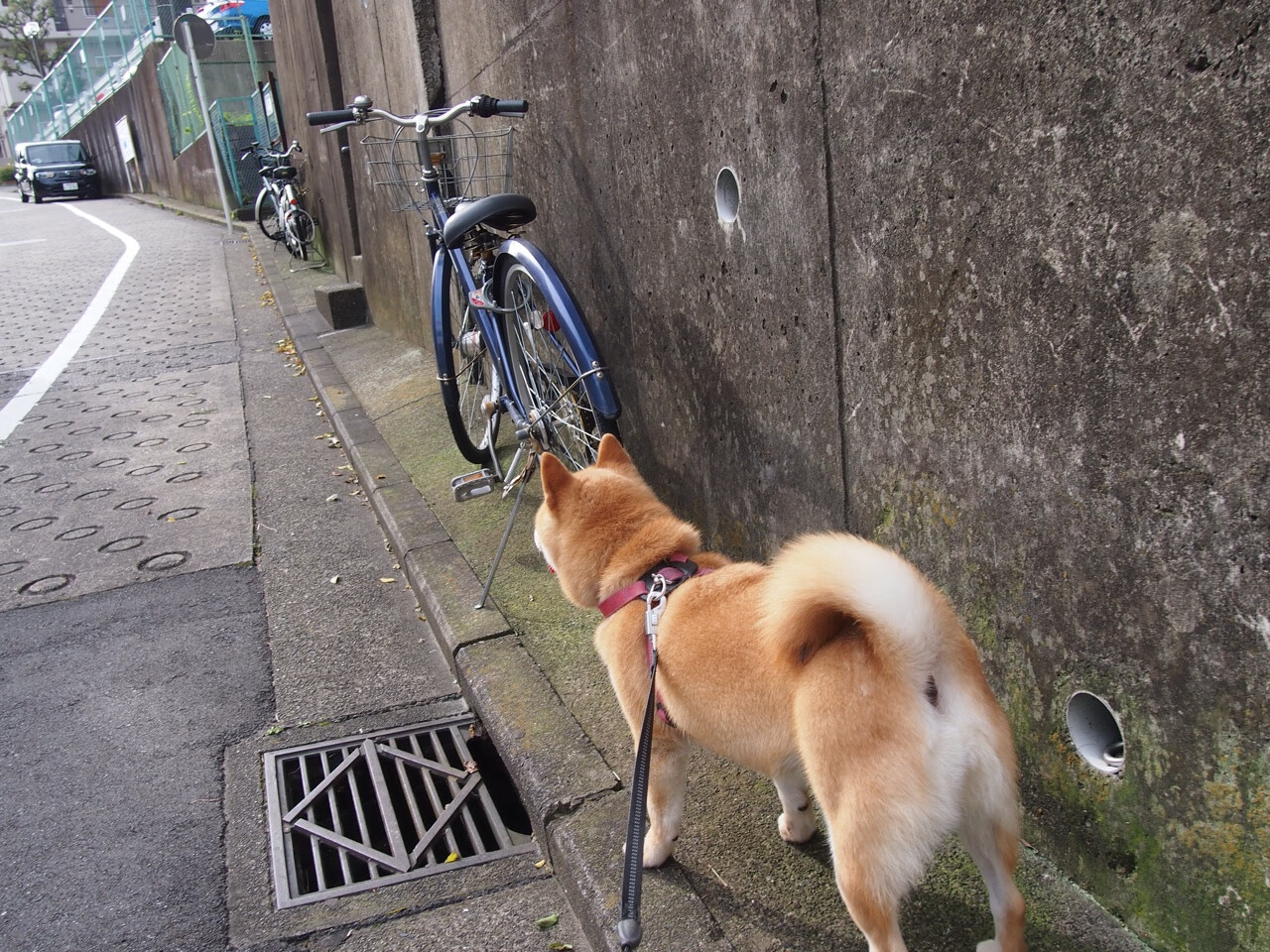 莱奥舞步，当葡萄牙的韵律肢解了东方的防线