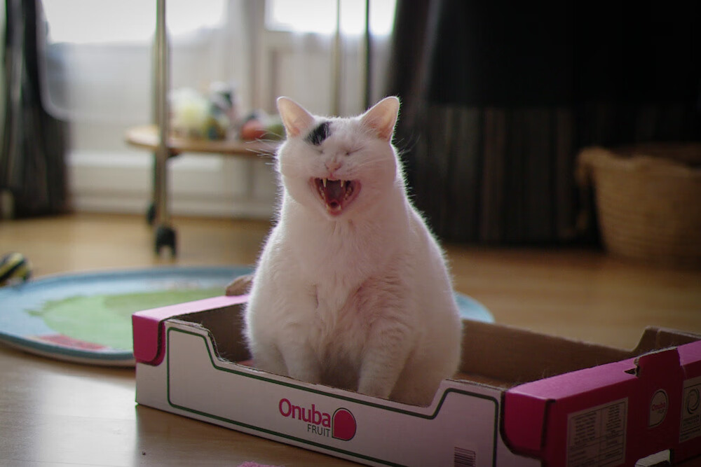 约基奇点石成金,当数据大师遭遇篮球疆域的降维打击