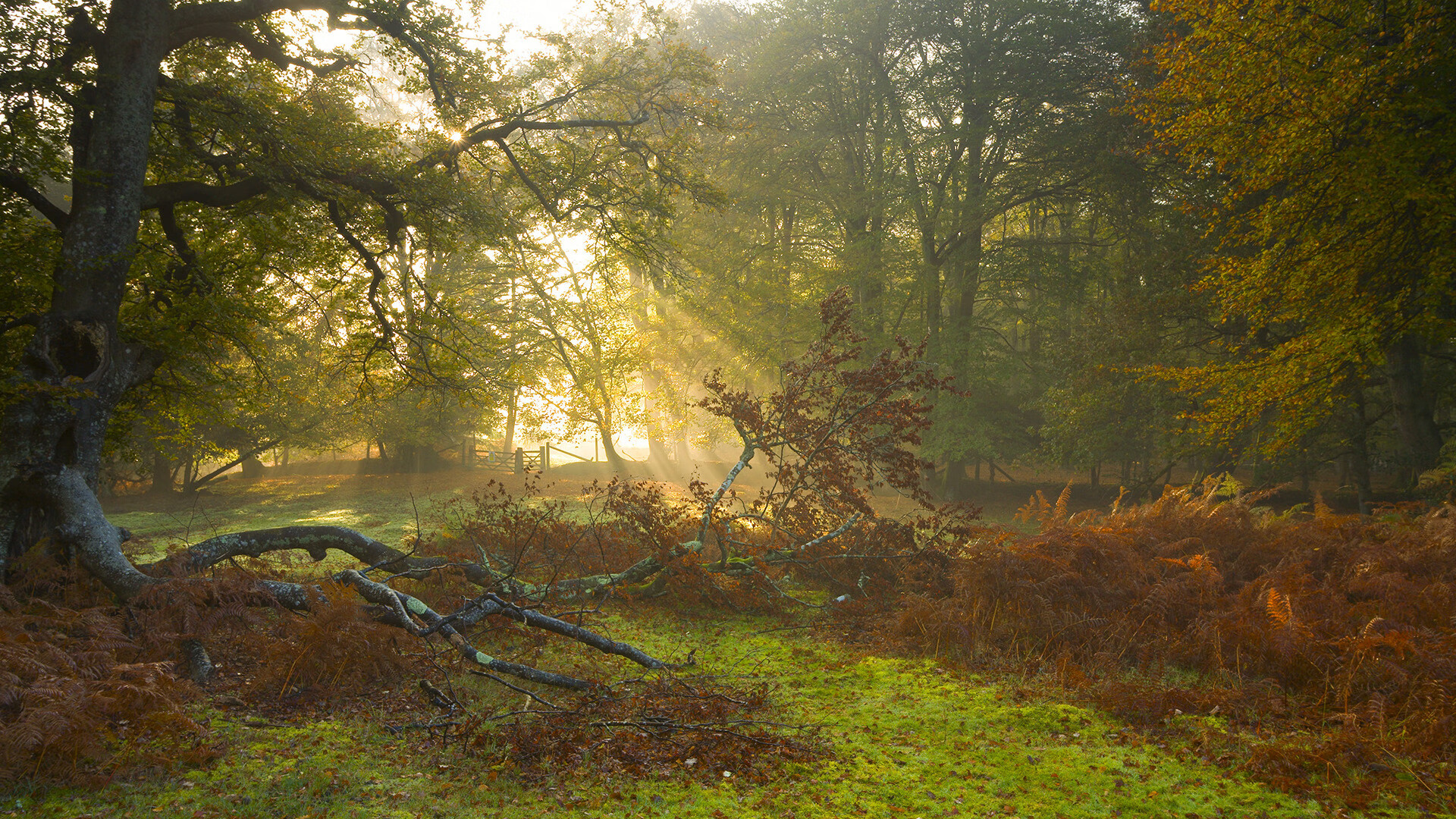 黄蜂轻取奇才，马克西里程碑之夜闪耀赛场