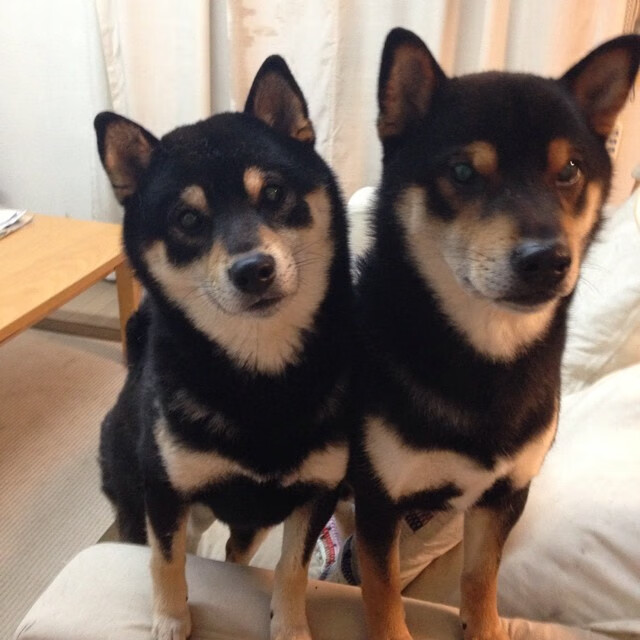 绿茵神话，伊布绝杀时刻，克罗地亚与切尔西的巅峰对决