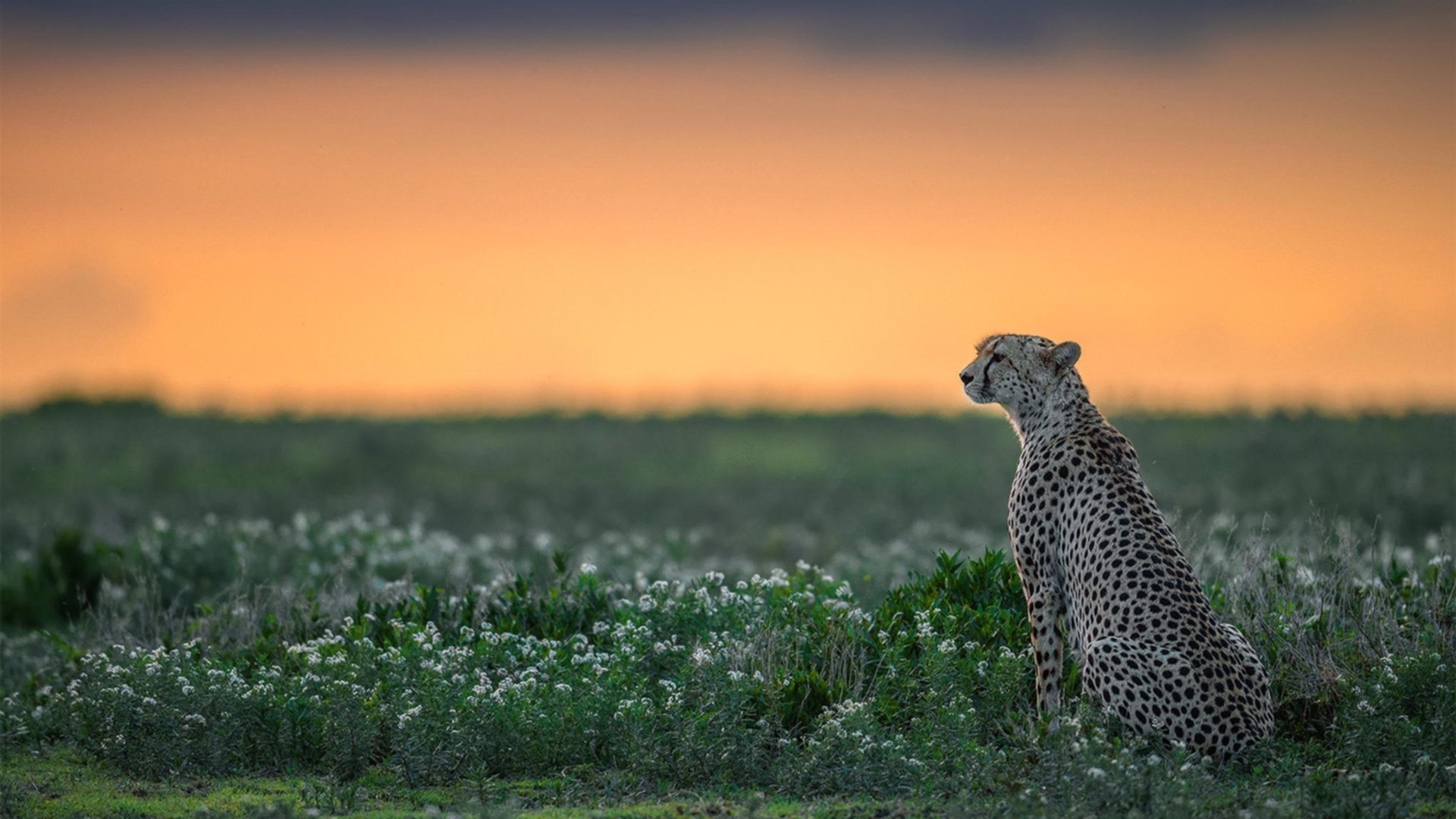 生死分野，字母哥狂飙之日，恰是76人绝境重生之时