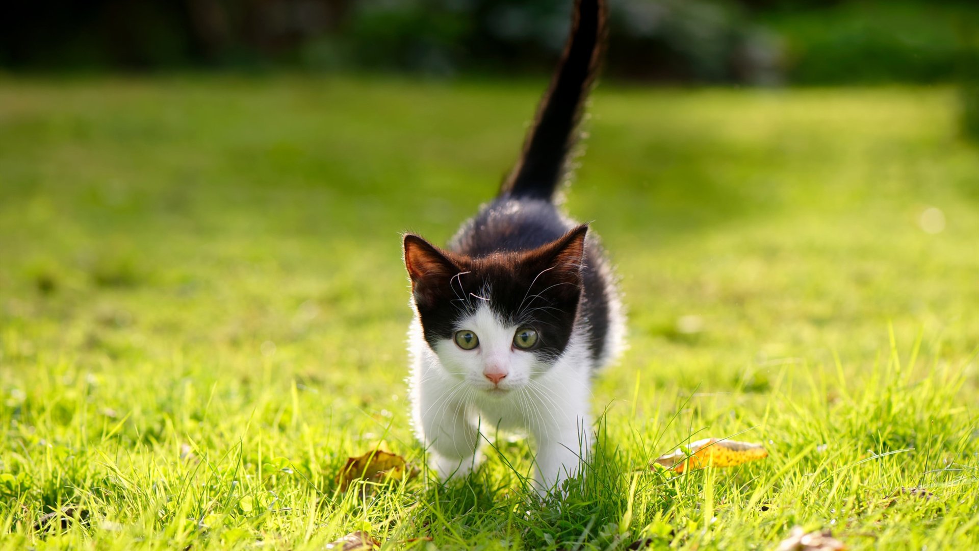 开云平台-奇才妙手拨节奏，马克西一剑定江山