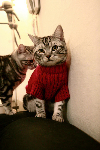 窒息式掌控，约基奇高位为轴，掘金抢七战彻底解剖魔术