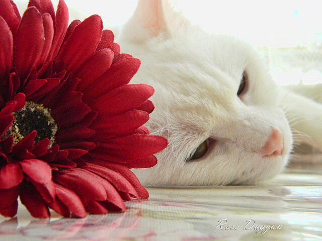 跨界征服者，当苏亚雷斯在F1街道上接管足球战争