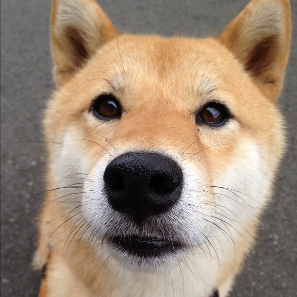 开云体育入口-跨越洲际的体育狂想，伊拉克终场逆袭巴黎，奥利维耶德比夜加冕王座