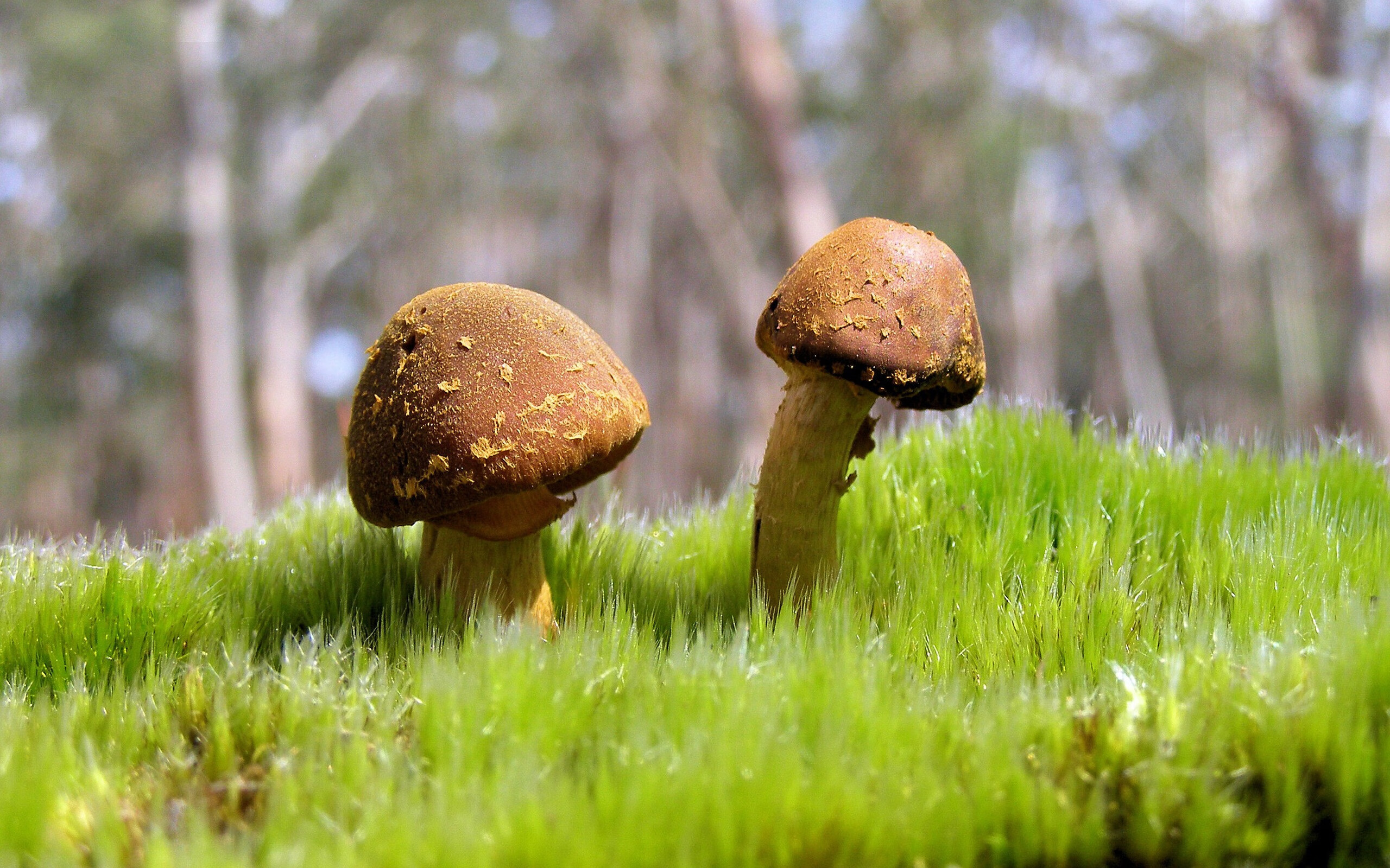 维尼修斯闪耀伯纳乌，尤文图斯终结佛罗伦萨，胜利背后的足球密码