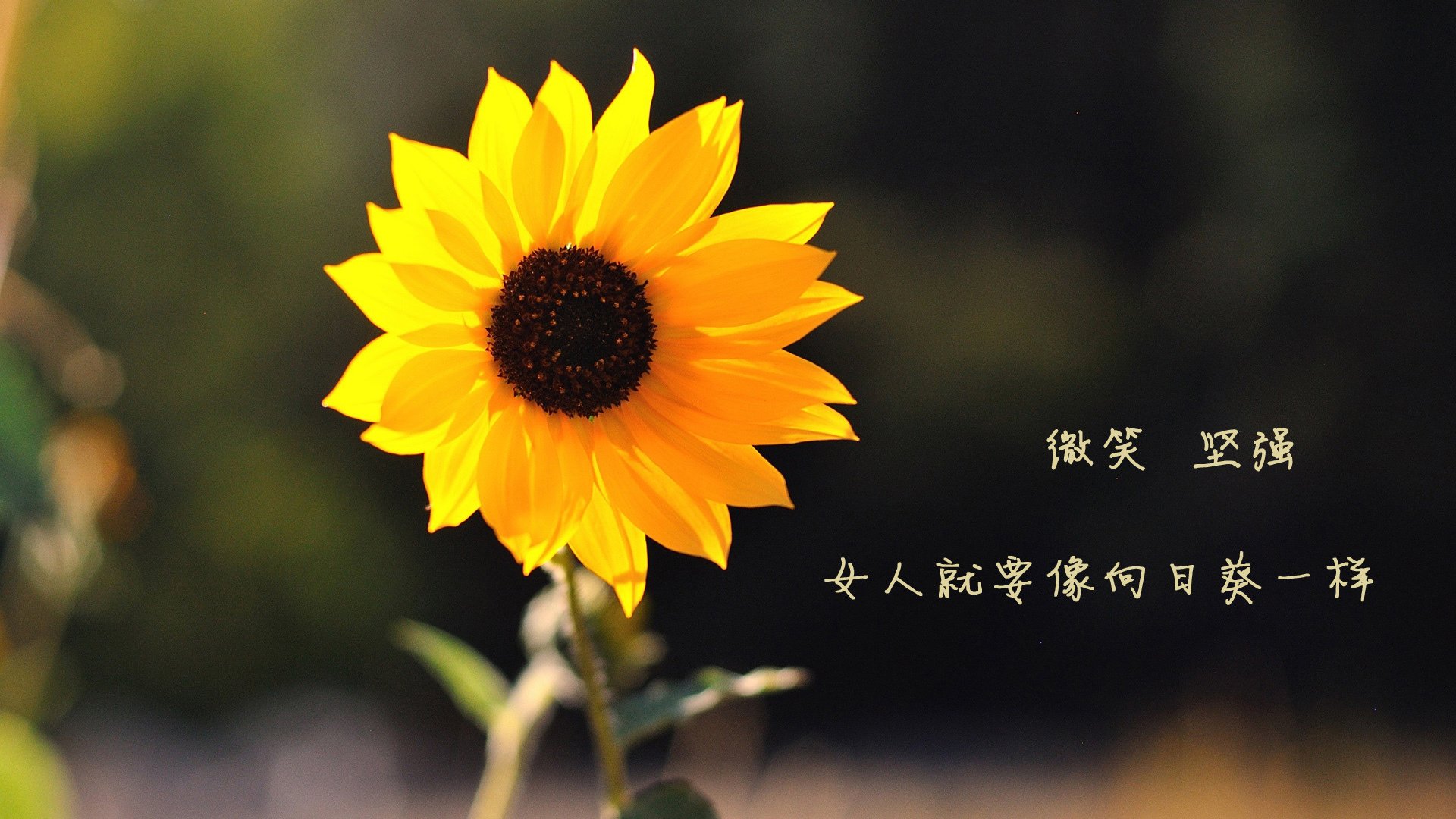 摩洛哥奇迹,阿诺德致命一击,世界杯争冠战完胜哥伦比亚